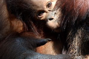 Orangutango tėvystės testas pateikė staigmeną