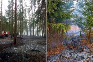 Pravieniškėse išdegė 40 arų miško paklotės