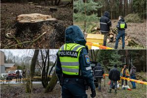 Įžūlumui ribų nėra: pasinaudoję šventėmis į Radikius grįžo nelegalūs medžių kirtėjai? 