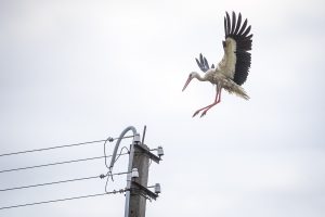 Ar jau matei parskridusį gandrą?