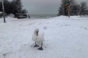 Melnragėje – paklydusi gulbė: žmonės suskubo padėti