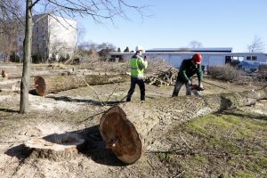 Pagaliau atsikratė tuopų: vieni piktinasi, kiti džiaugiasi