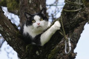 Dėl negyvo katino – gyvūnų globėjų mūšis