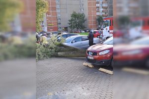 Pajūryje medžiai vėl daužė automobilius