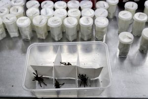 Filipinuose konfiskuota daugiau nei 750 vorų paukštėdų siunta
