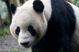 Didžioji panda Tian Tian šiais metais neapsivaikuos