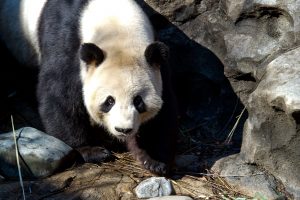 Edinburgo zoologijos sodo panda pagaliau turės jauniklį