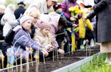 Reiškiant palaikymą Ukrainai Tuskulėnų parke pasėtos saulėgrąžos