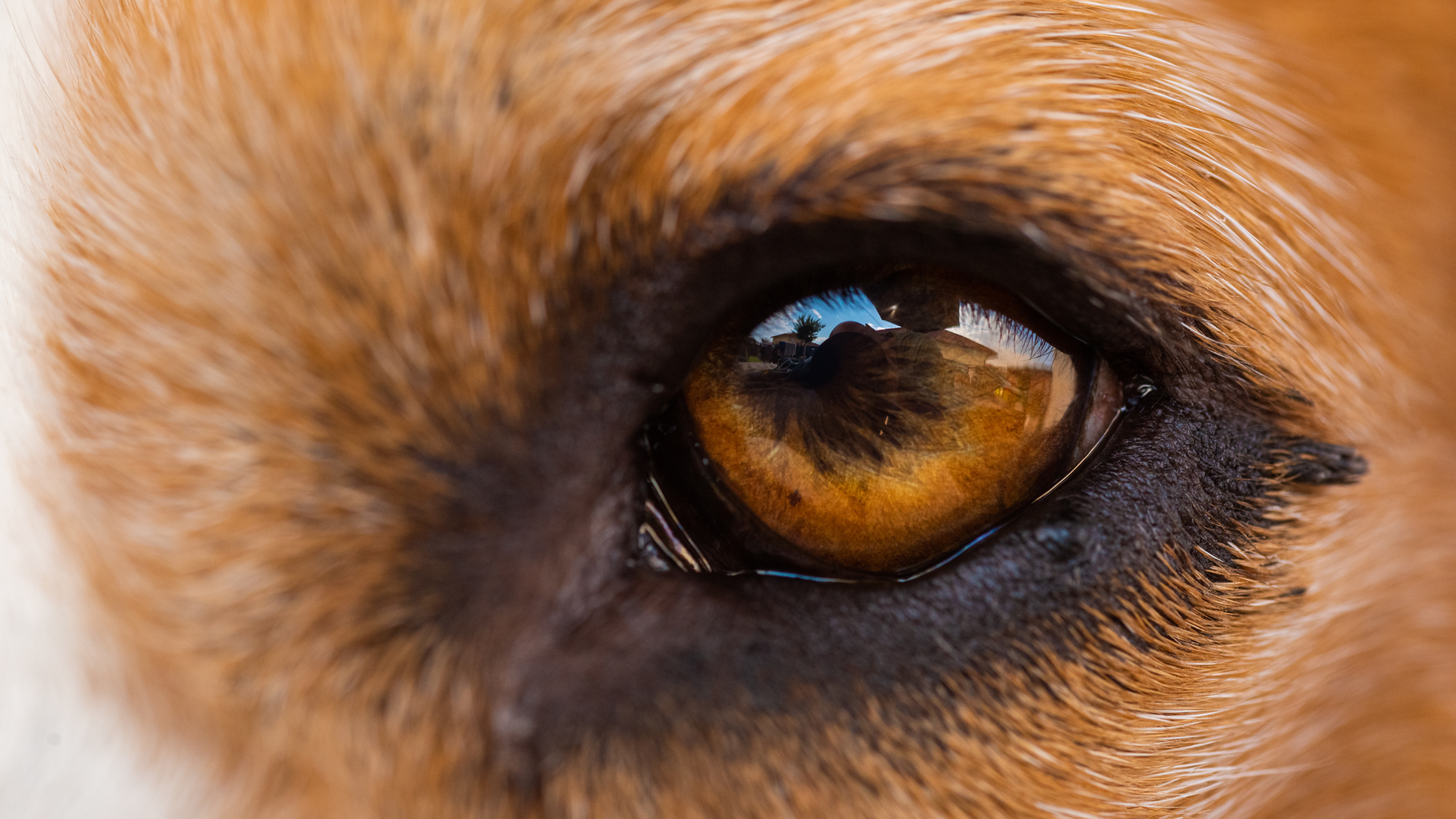 Dog Eye Disease: Why do the dog’s eyes tears?