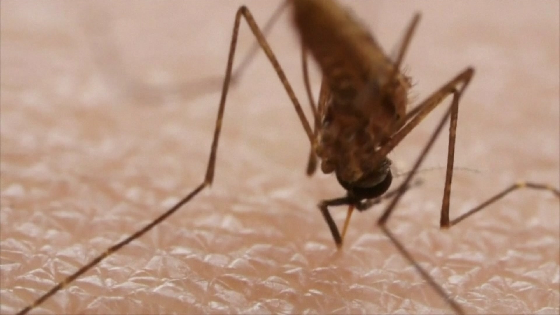 Doctor’s advice: How to Protect against insects