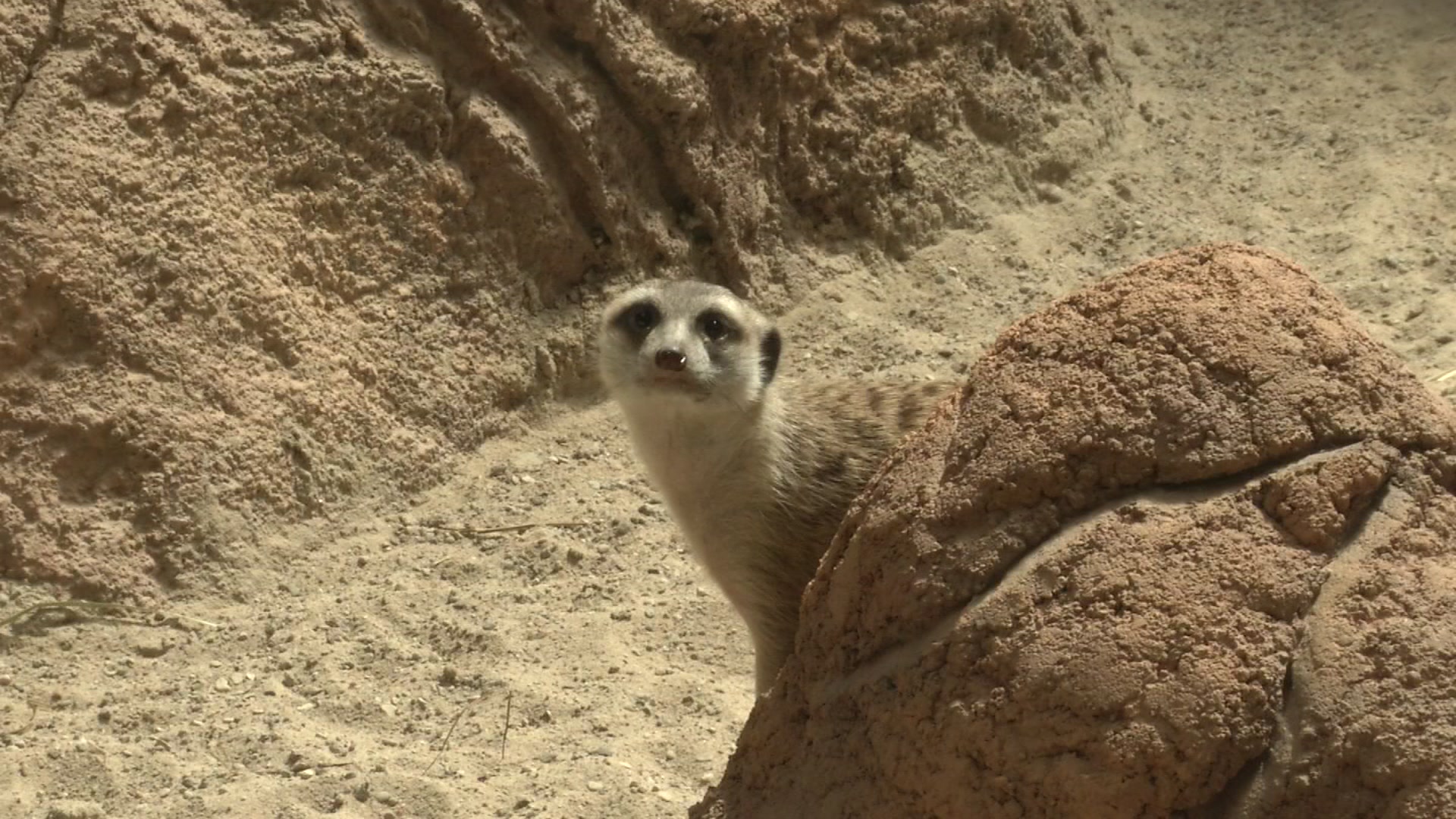 New residents came to the zoo: their menu – exclusive