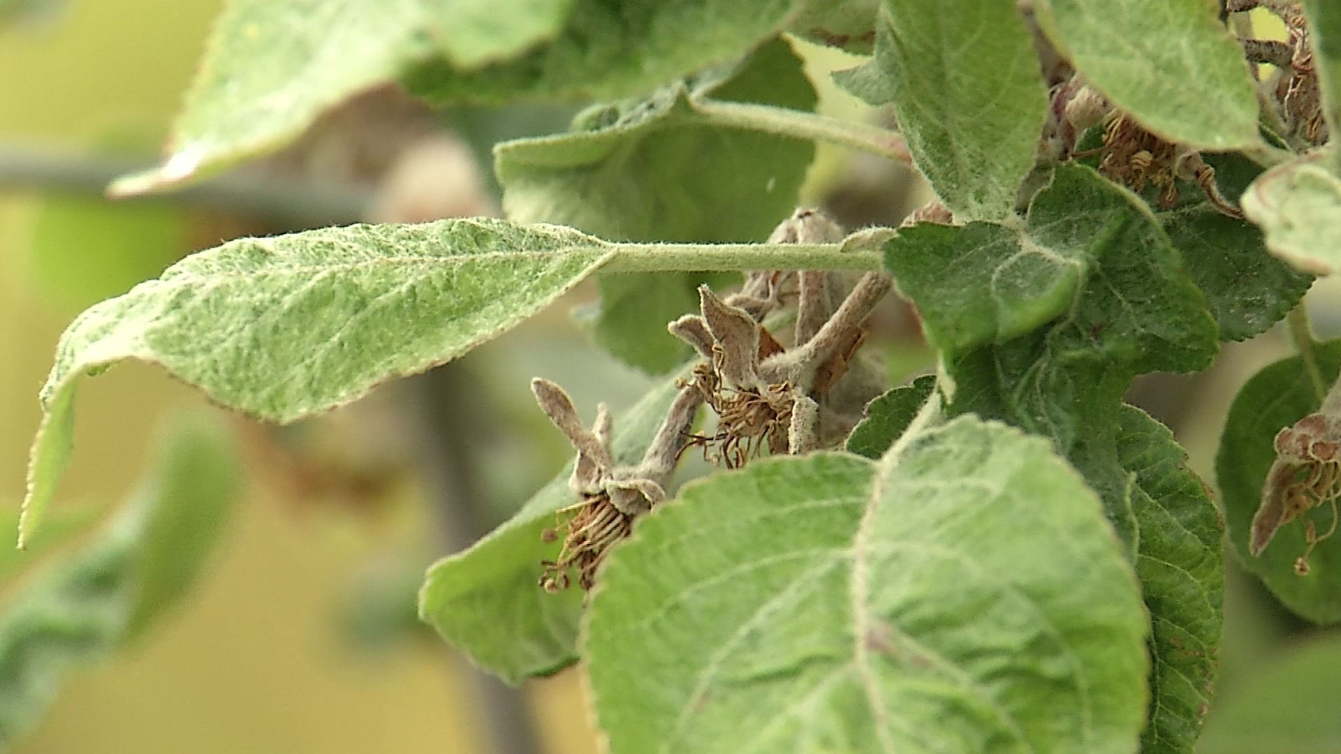 Spring frosts broke farmers: will the state save?