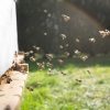 „Tele2“ daiktų interneto technologijos padeda išsaugoti bites: inovatyviu būdu stebi avilio vidų