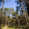 Lietuvos pajūris: kodėl svarbu išsaugoti vietinius pušynus?