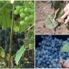 Lietuvoje daugėja auginančių vynuoges: ar šalies klimatas leis išsipildyti norams?
