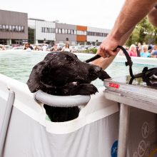 Pirmasis šunų šuolių į vandenį turnyras Lietuvoje: kova buvo įtempta