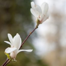 Mugėje vilioja ir magnolijos