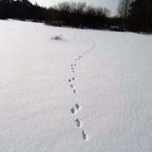 Sniege – žvėrių palikti pėdsakai