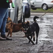 Šuns dienos proga – Kauno pareigūnų staigmena prieglaudos globotiniams