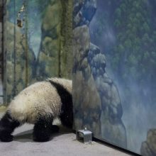 Jauniklis Bao Bao džiugina ir motiną, ir zoologijos sodo personalą.