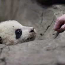 Jauniklis Bao Bao džiugina ir motiną, ir zoologijos sodo personalą.