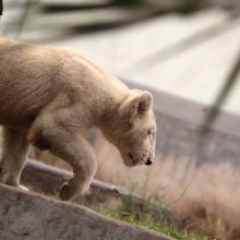 Zoologijos sode pristatyti du itin retų baltųjų liūtų jaunikliai