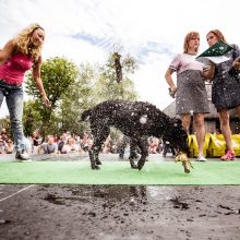 Pirmasis šunų šuolių į vandenį turnyras Lietuvoje: kova buvo įtempta