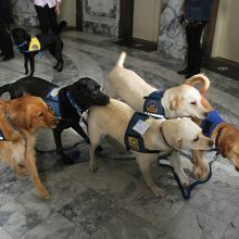 Į pagalbą teismuose – šunys „psichologai“