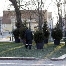 Pamatykite pirmieji: Atgimimo aikštėje išdygo eglučių miškas