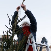 Pamatykite pirmieji: Atgimimo aikštėje išdygo eglučių miškas