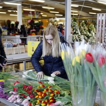 Uostamiesčio moterims – tulpių žiedai