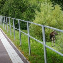 Per žingsnį nuo tragedijos: po Klaipėdos miestą klaidžiojo briedis