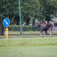 Per žingsnį nuo tragedijos: po Klaipėdos miestą klaidžiojo briedis