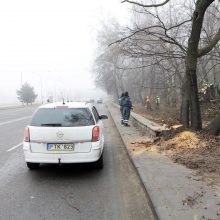 Poilsio parke kertami medžiai