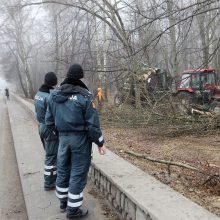 Poilsio parke kertami medžiai