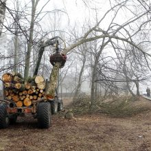 Poilsio parke kertami medžiai