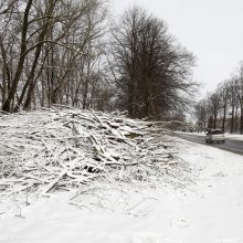 Medelyno gatvėje pašalins dalį medžių