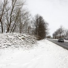 Medelyno gatvėje pašalins dalį medžių