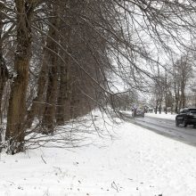 Medelyno gatvėje pašalins dalį medžių