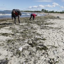 Klaipėdiečiai stebisi: pajūryje – dešimtys negyvų žuvų