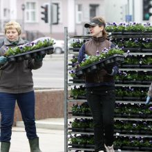 Klaipėdos miestui – madingi gėlynai