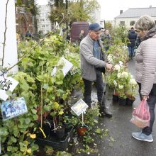 Kretingos rudens derliaus šventėje – moliūgo „skerstuvės“ ir sūrių alėja 