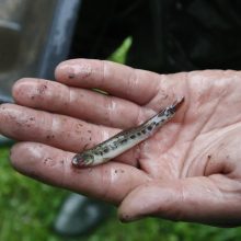 Laukžemių ežero žuvis perkėlė į Trinyčių tvenkinį