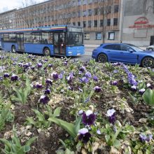 Uostamiesčiui – gėlių žiedai