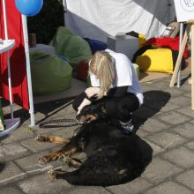 Uostamiestyje klegėjo šventė Šeimos pramogų uostas