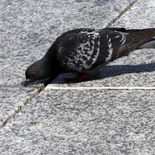 Karštasis savaitgalis Kaune: ar spėja suktis specialiosios tarnybos?