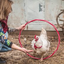 Virsmas: nuo mirties išgelbėtas broileriukas tapo namine, dresuota ir mylima višta Gulbe, kuri nori žmonių dėmesio ir greitai mokosi. 