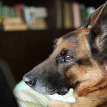 Žvaigždė: filmuotis kine Brasui patiko, o ir uždirbdavo jis daugiau nei tikri aktoriai. 