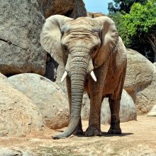 Ispanijoje dramblio patelė užmušė zoologijos sodo darbuotoją