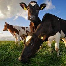 VMVT paramos siekiantys ūkiai: bus vertinamas ir aukštesniųjų gyvūnų gerovės standartų laikymasis